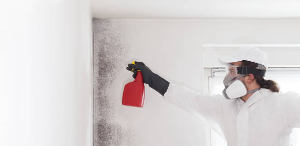 Best Professional Mold Removal  in Mcdonald, PA