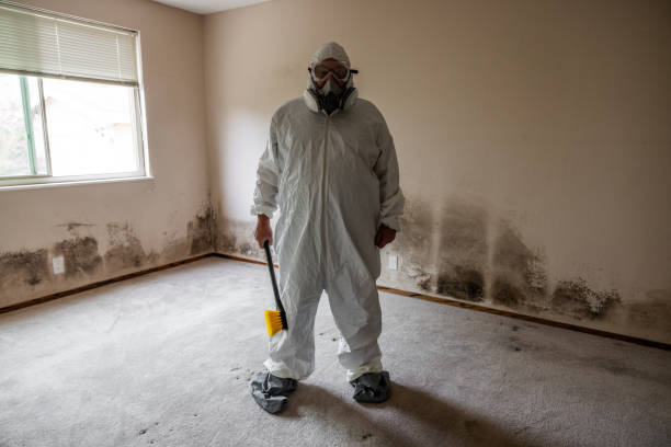 Best Mold Removal Near Me  in Mcdonald, PA