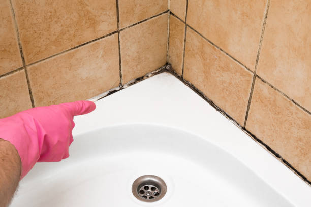Best Black Mold Removal  in Mcdonald, PA