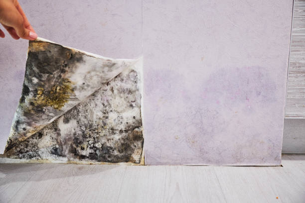 Best Mold Damage Repair  in Mcdonald, PA